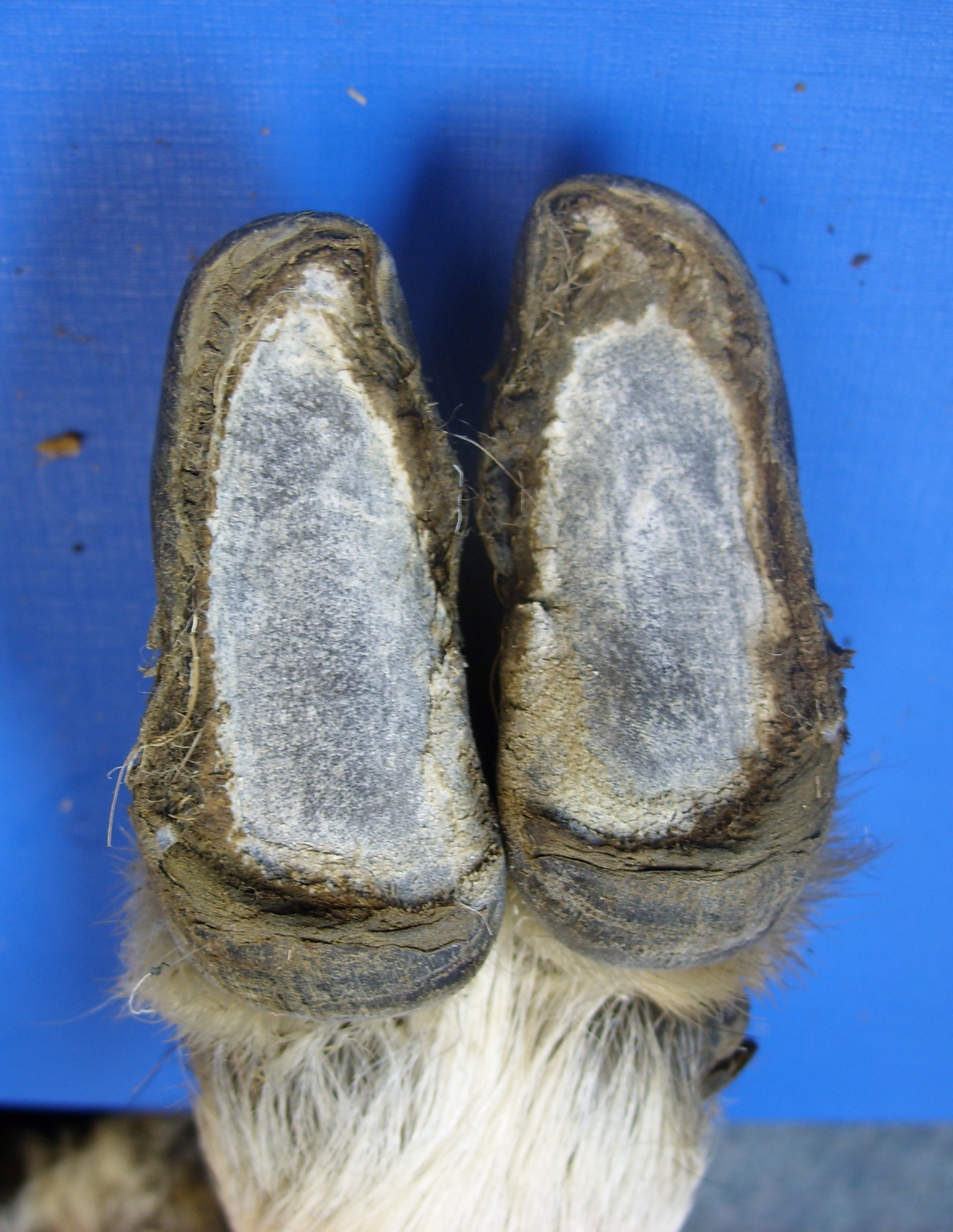 Healthy sheep's foot, copyright University of Warwick